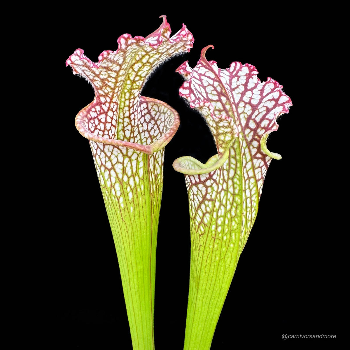 Sarracenia leucophylla “Large Pitchers/Red Mouth“ 大森食虫植物農園