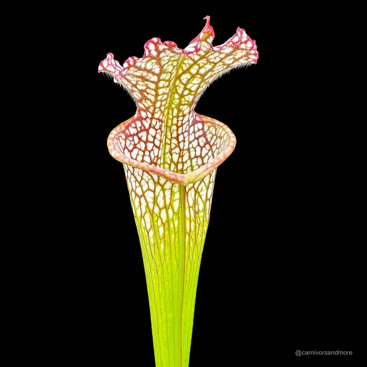 Sarracenia leucophylla “Large Pitchers/Red Mouth“ 大森食虫植物農園