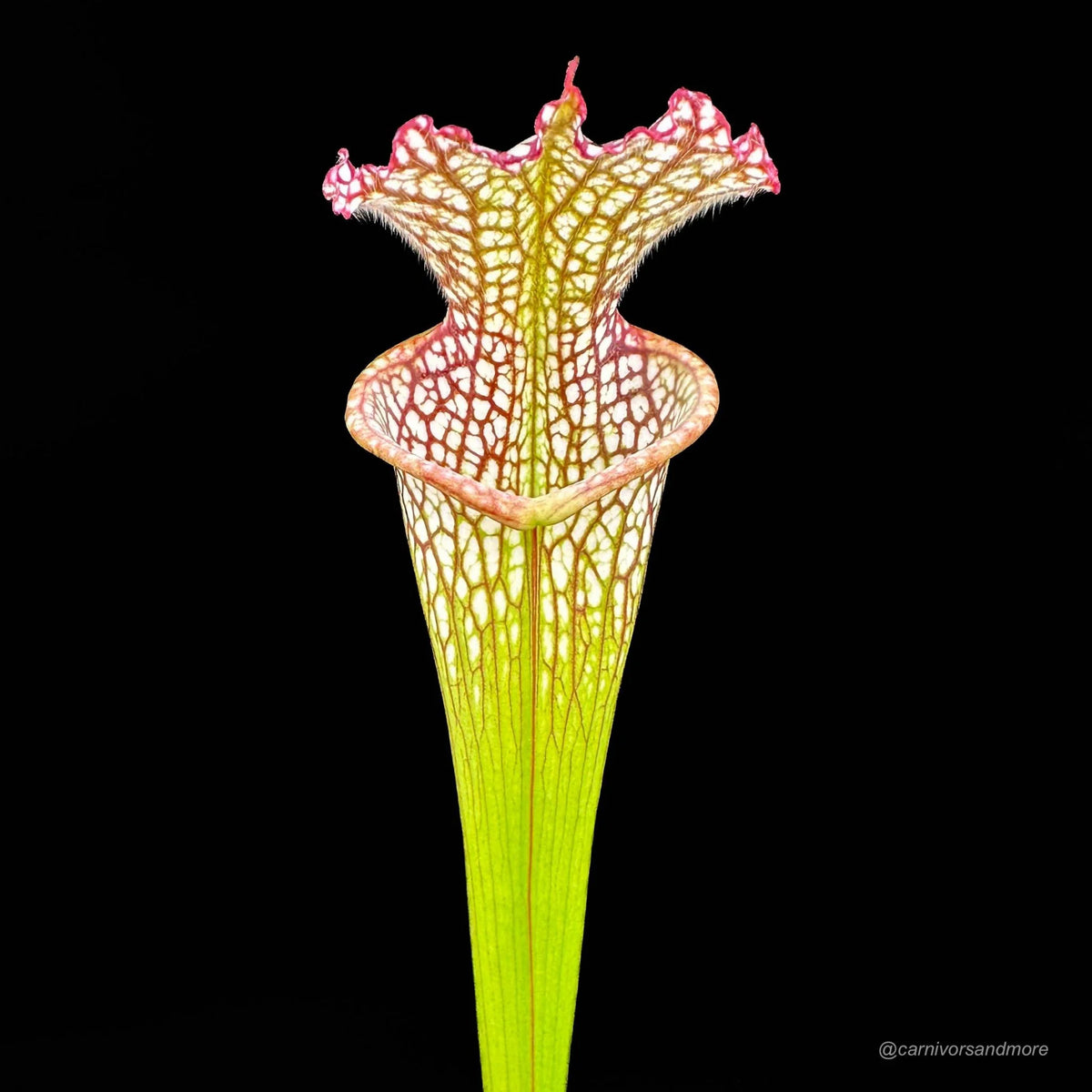 Sarracenia leucophylla “Large Pitchers/Red Mouth“ 大森食虫植物農園