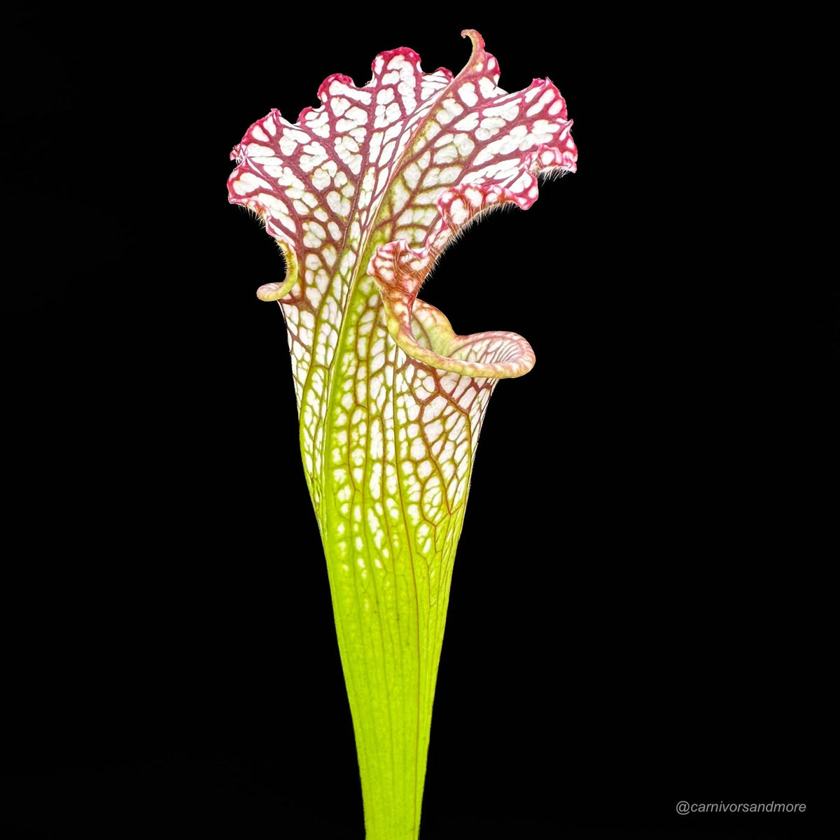 Sarracenia leucophylla “Large Pitchers/Red Mouth“ 大森食虫植物農園
