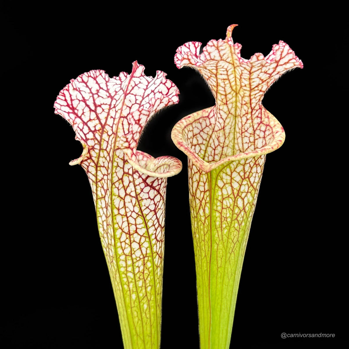 Sarracenia leucophylla, MK L 81, Tibbee Al 大森食虫植物農園