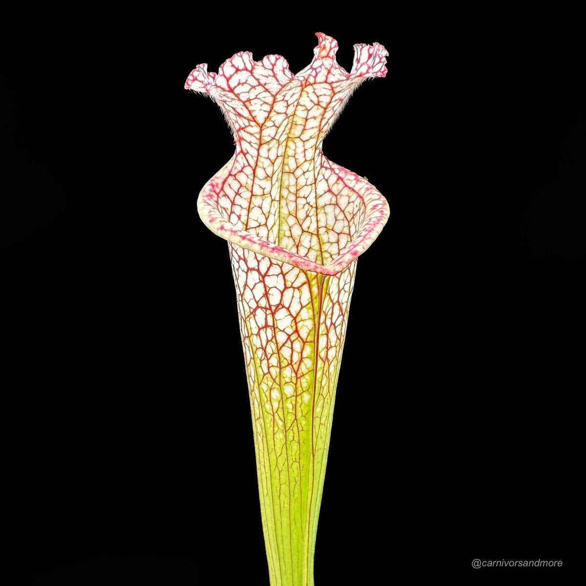 Sarracenia leucophylla, MK L 81, Tibbee Al 大森食虫植物農園