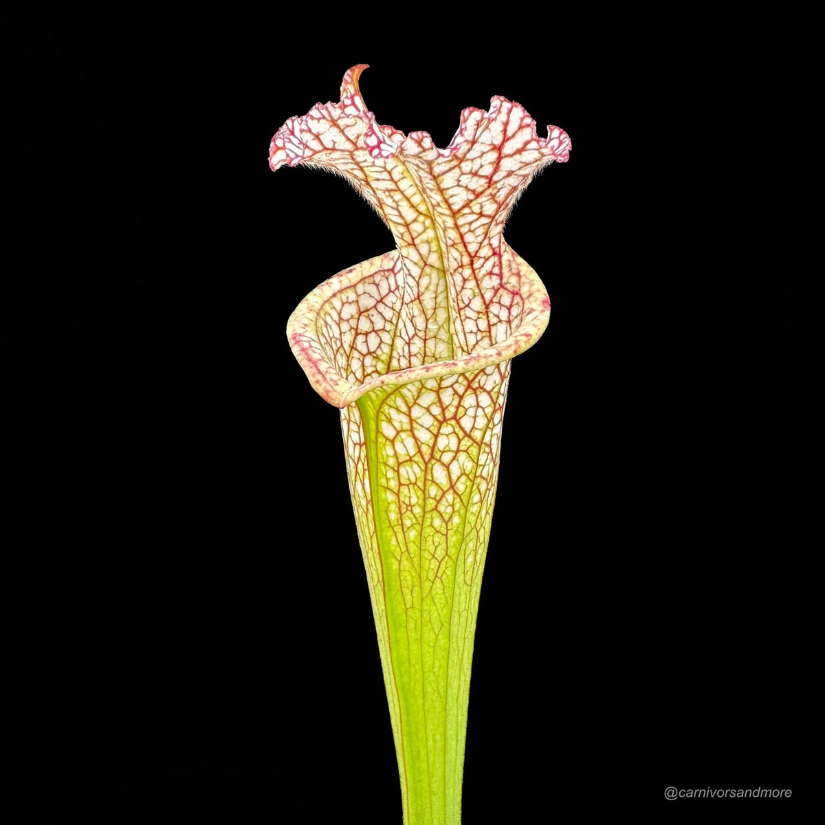 Sarracenia leucophylla, MK L 81, Tibbee Al 大森食虫植物農園