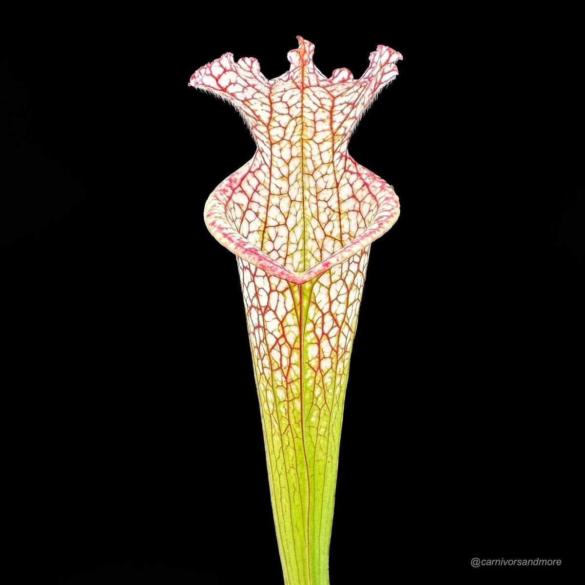 Sarracenia leucophylla, MK L 81, Tibbee Al 大森食虫植物農園