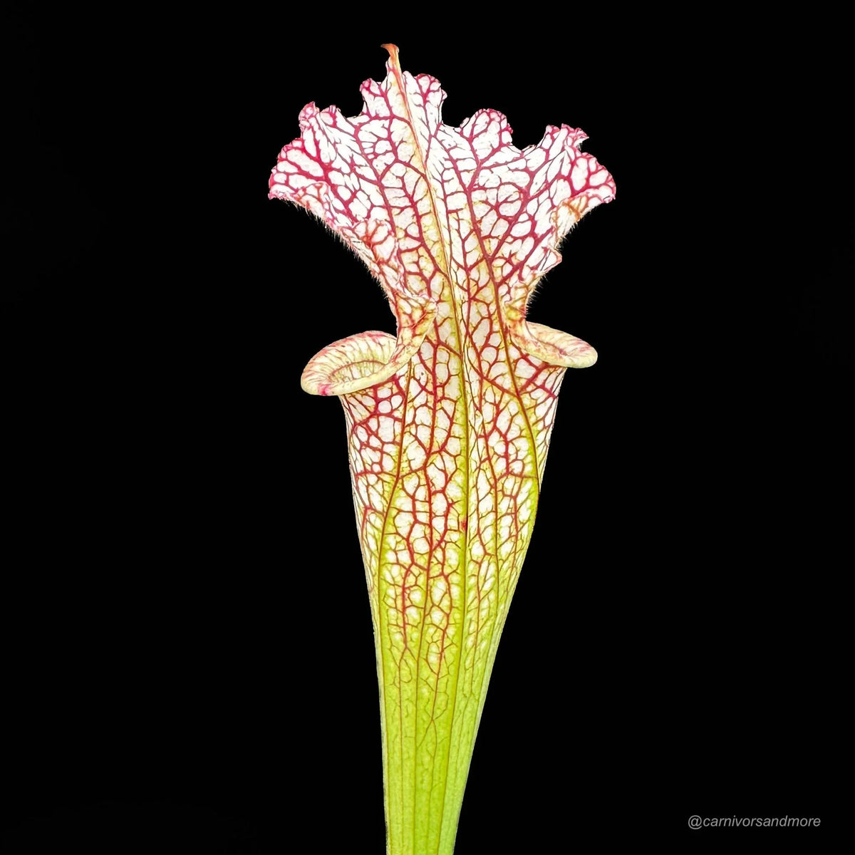Sarracenia leucophylla, MK L 81, Tibbee Al 大森食虫植物農園