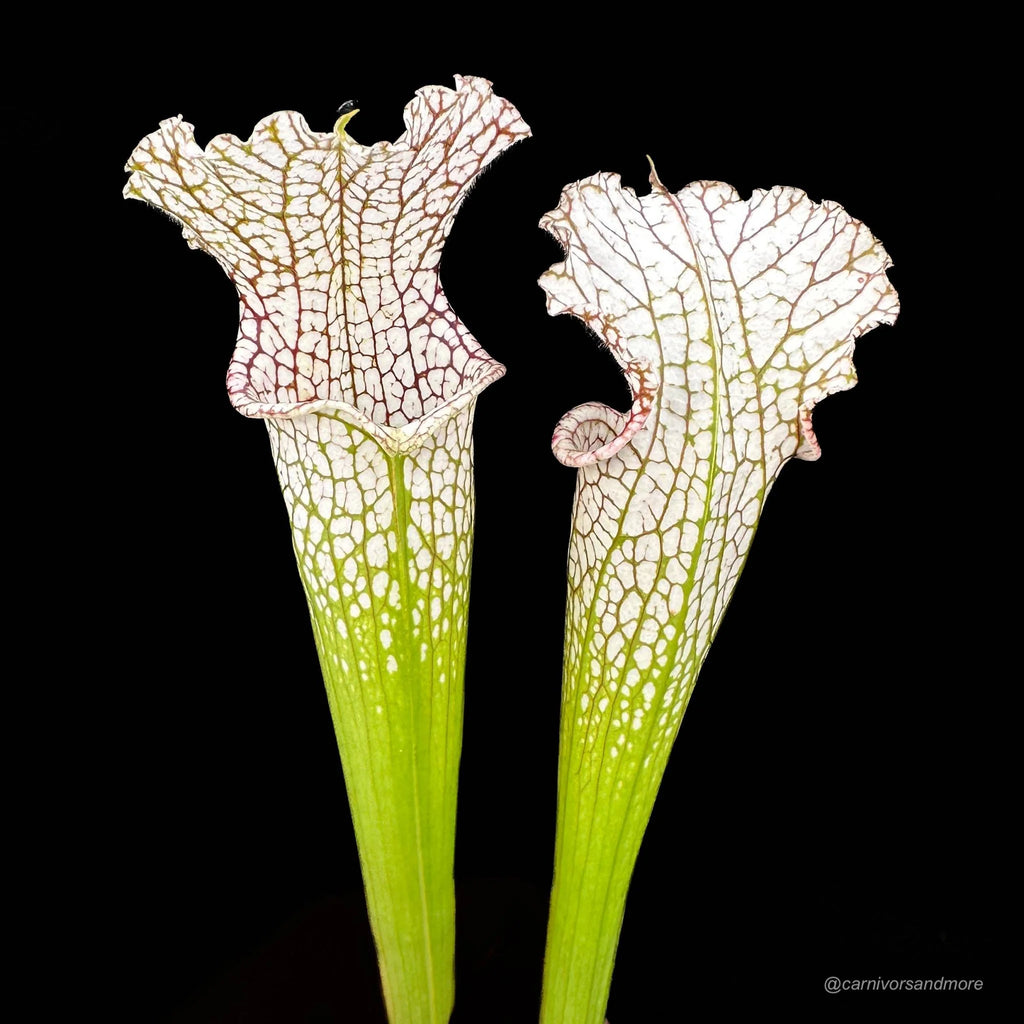Sarracenia leucophylla, Milton Co. x Yellow River 大森食虫植物農園