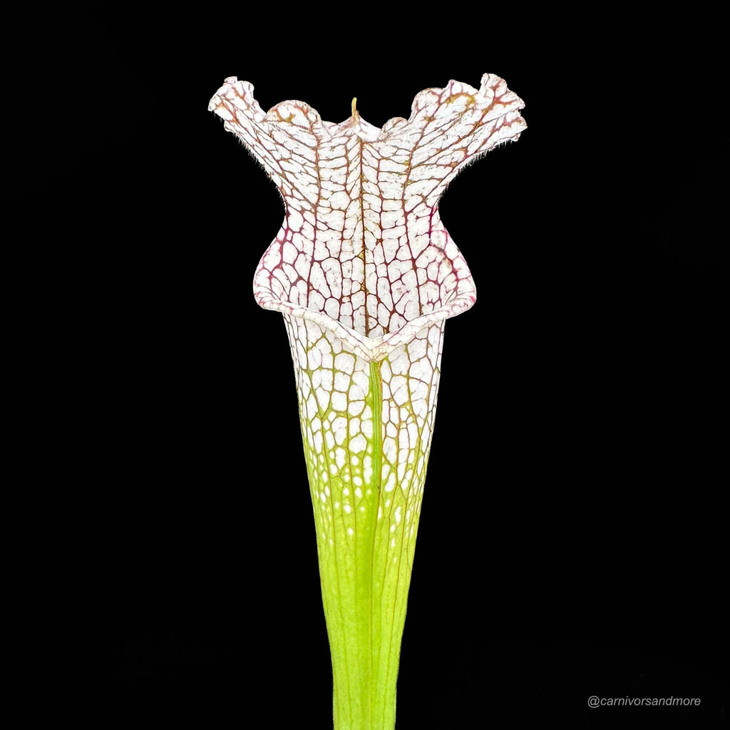 Sarracenia leucophylla, Milton Co. x Yellow River 大森食虫植物農園