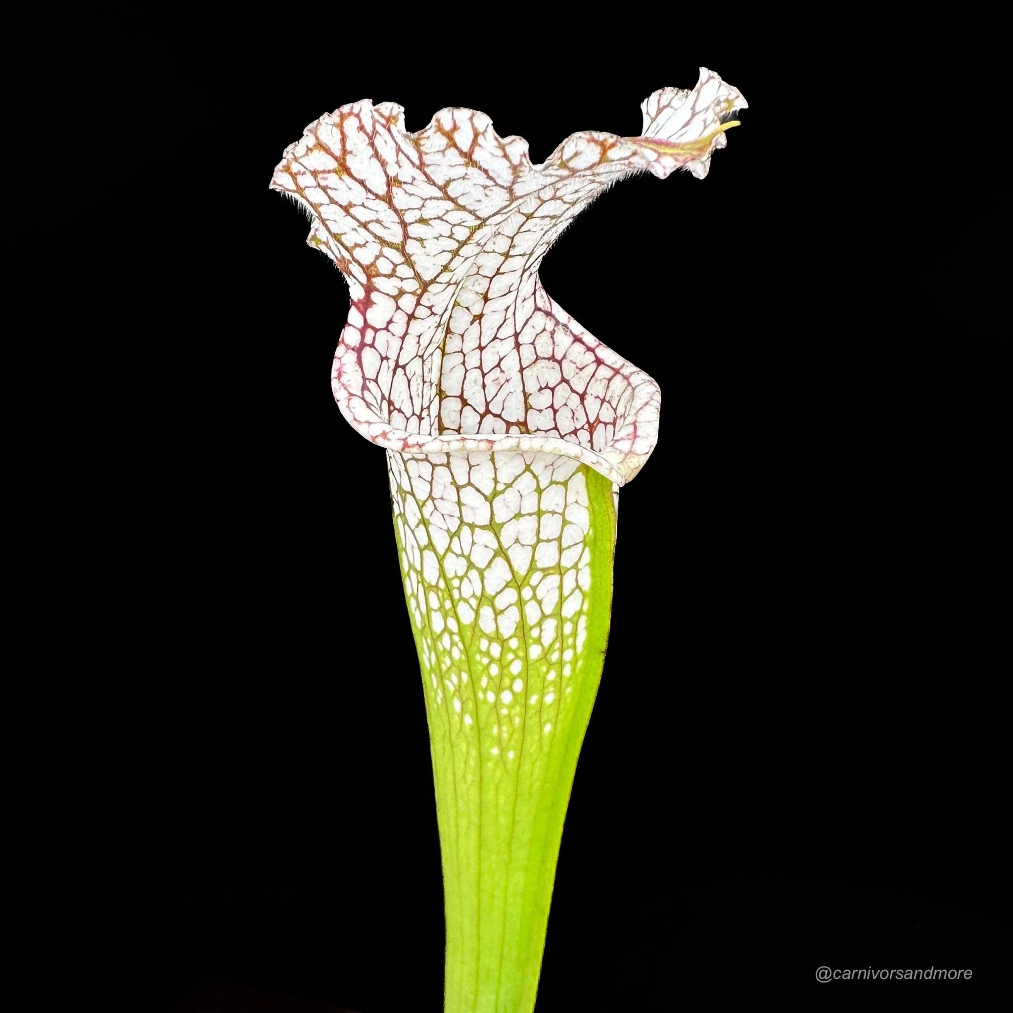 Sarracenia leucophylla, Milton Co. x Yellow River 大森食虫植物農園