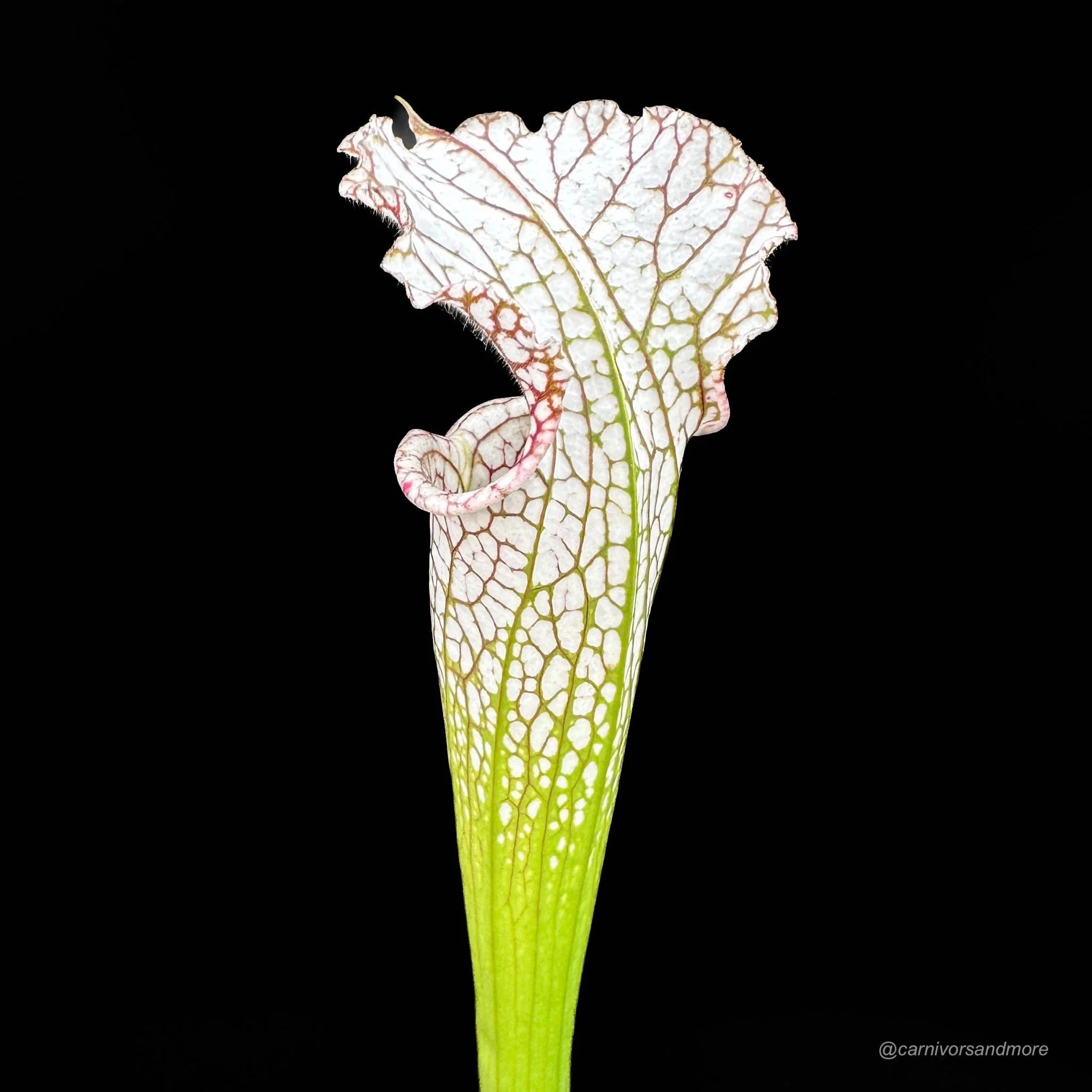 Sarracenia leucophylla, Milton Co. x Yellow River 大森食虫植物農園