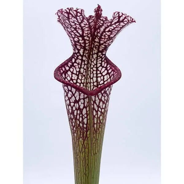 Sarracenia leucophylla, Paradise Bay, ex Newman 大森食虫植物農園