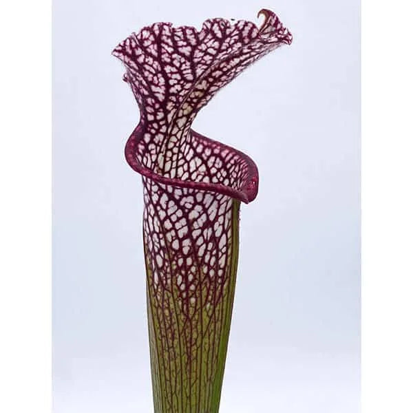 Sarracenia leucophylla, Paradise Bay, ex Newman 大森食虫植物農園