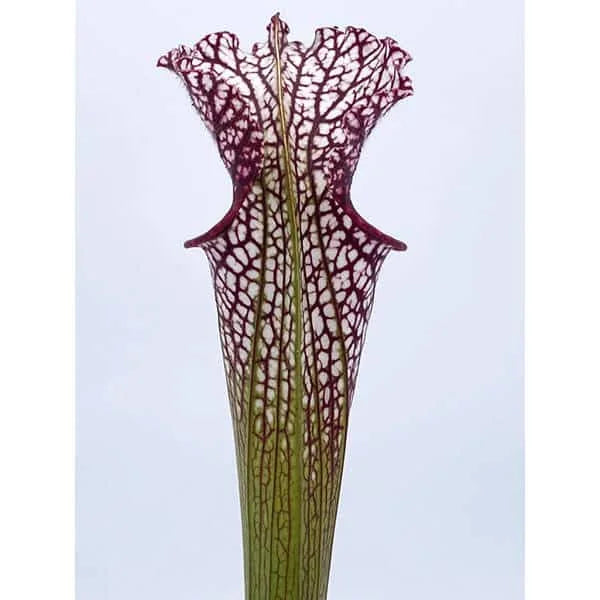 Sarracenia leucophylla, Paradise Bay, ex Newman 大森食虫植物農園