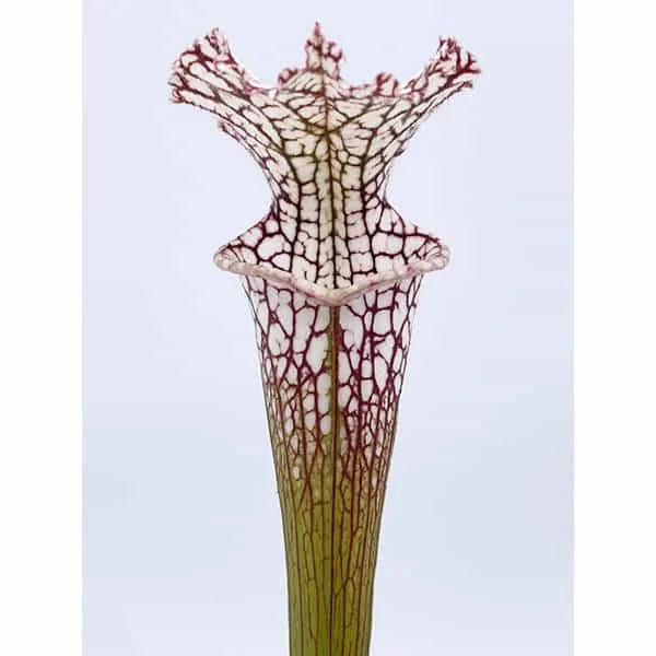 Sarracenia leucophylla „Pink Veins“, SL L 28 大森食虫植物農園