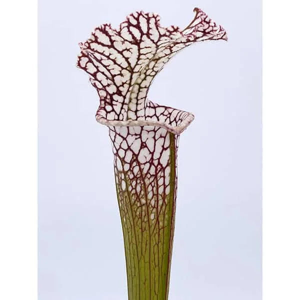 Sarracenia leucophylla „Pink Veins“, SL L 28 大森食虫植物農園