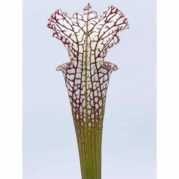 Sarracenia leucophylla „Pink Veins“, SL L 28 大森食虫植物農園