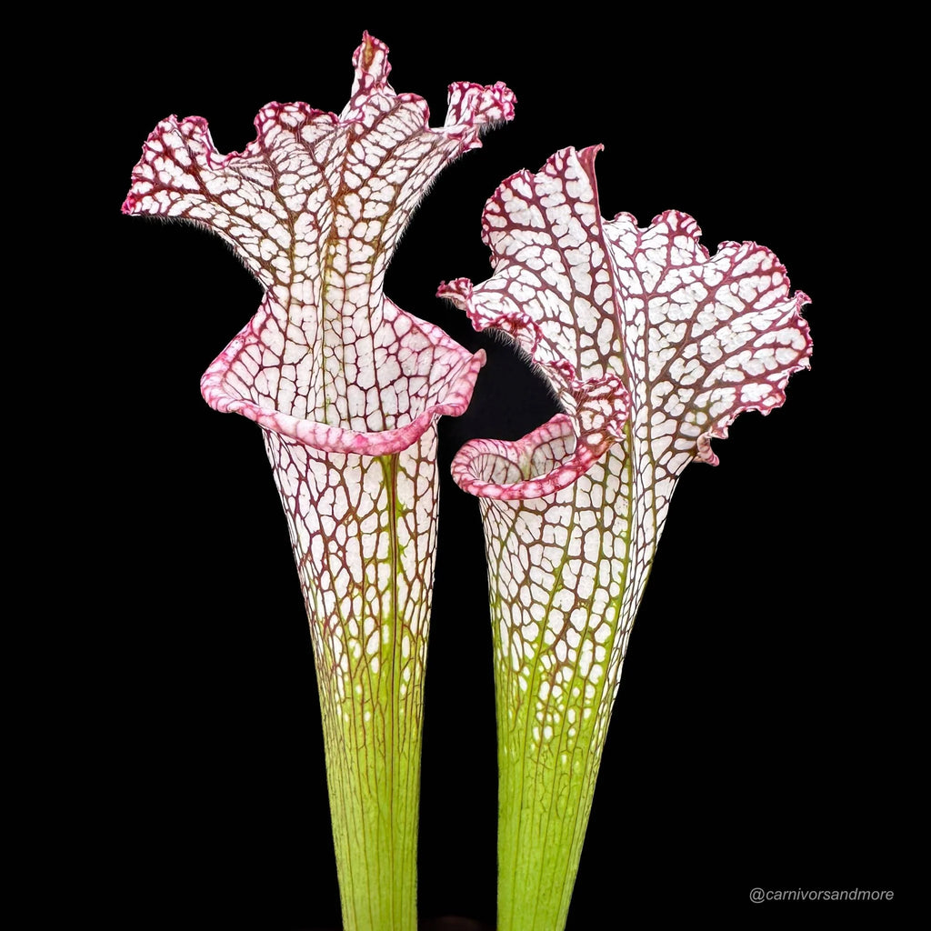 Sarracenia leucophylla „Pink and Purple Pitcher“, ex Cedric Azais 大森食虫植物農園