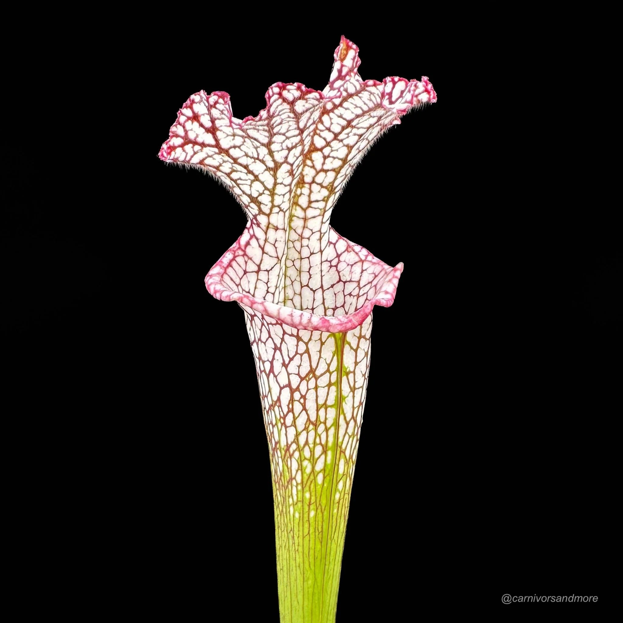Sarracenia leucophylla „Pink and Purple Pitcher“, ex Cedric Azais 大森食虫植物農園