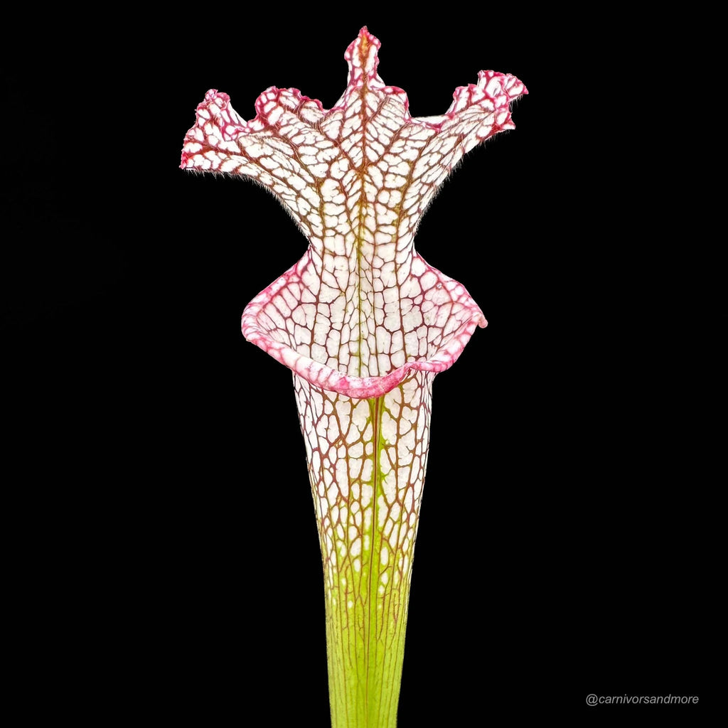 Sarracenia leucophylla „Pink and Purple Pitcher“, ex Cedric Azais 大森食虫植物農園