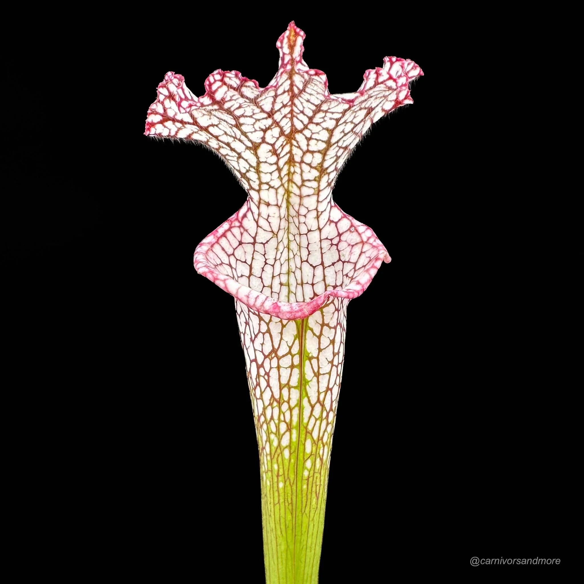 Sarracenia leucophylla „Pink and Purple Pitcher“, ex Cedric Azais 大森食虫植物農園