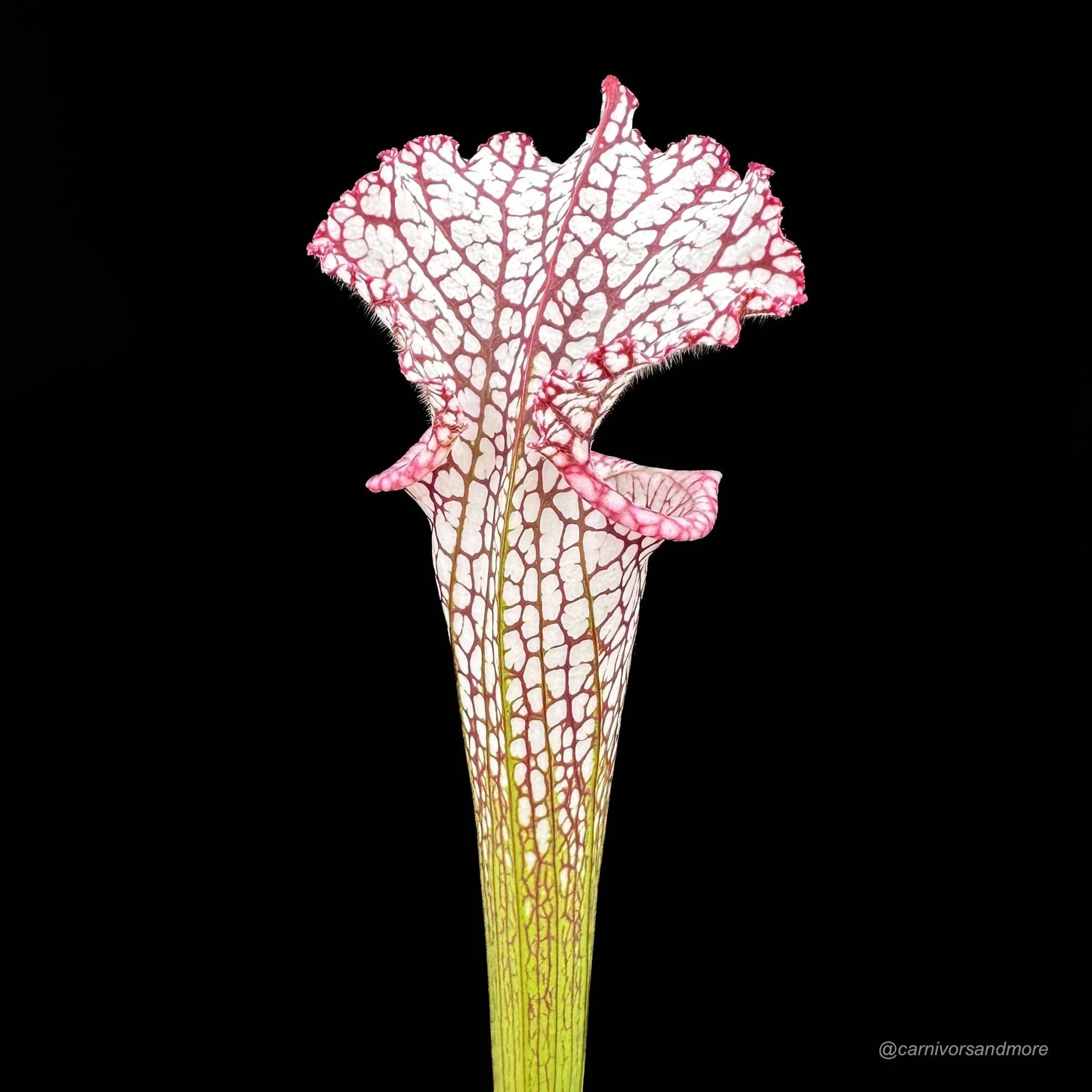 Sarracenia leucophylla „Pink and Purple Pitcher“, ex Cedric Azais 大森食虫植物農園