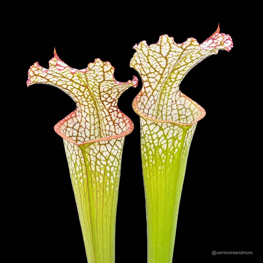 Sarracenia leucophylla „Pubescent Pink“, Perdido, Al 大森食虫植物農園