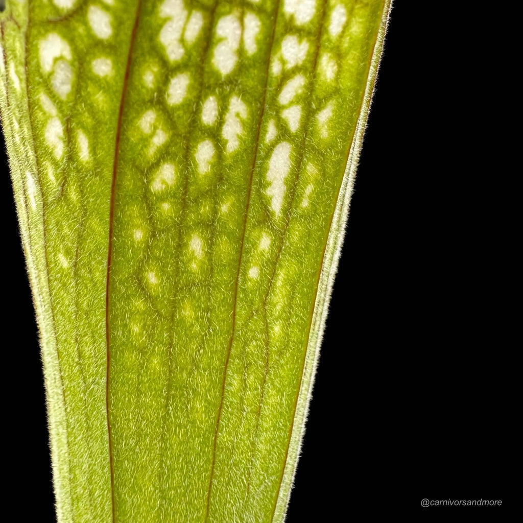 Sarracenia leucophylla „Pubescent Pink“, Perdido, Al 大森食虫植物農園