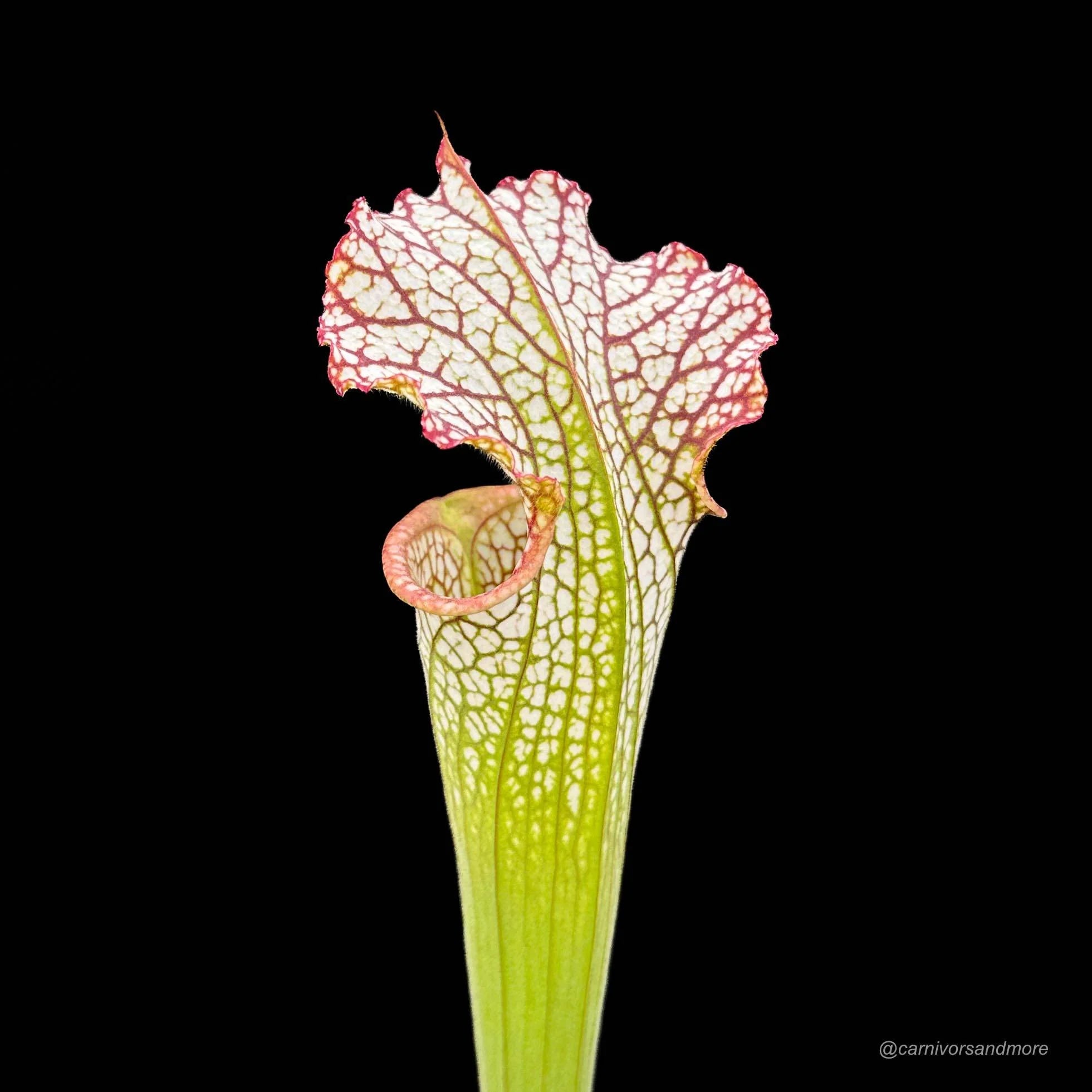 Sarracenia leucophylla „Pubescent Pink“, Perdido, Al 大森食虫植物農園