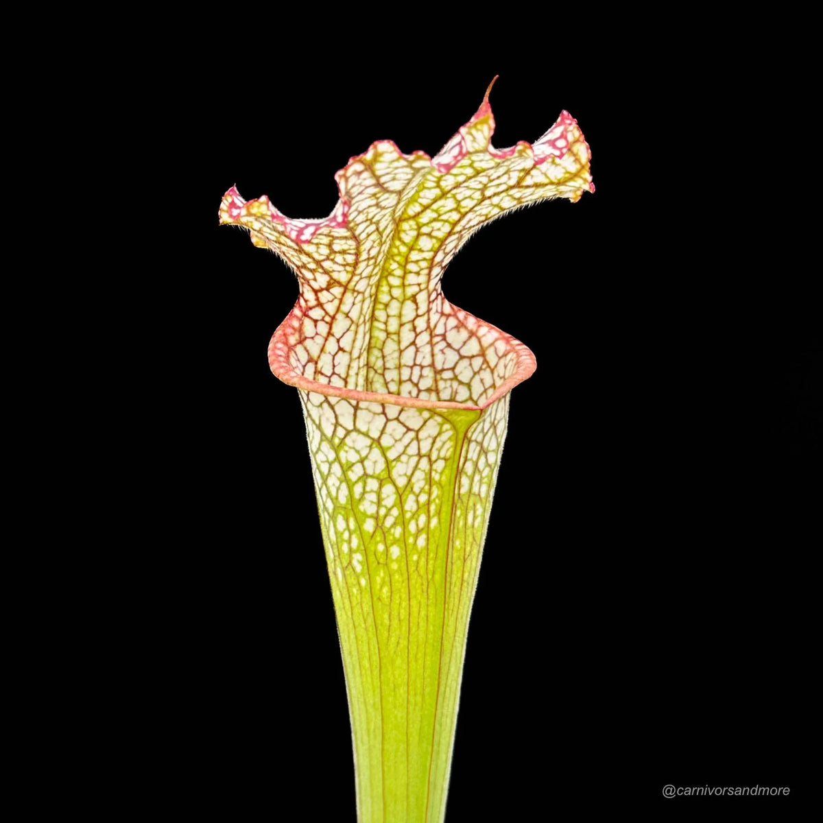 Sarracenia leucophylla “Pubescent Pink“, Perdido, Al 大森食虫植物農園