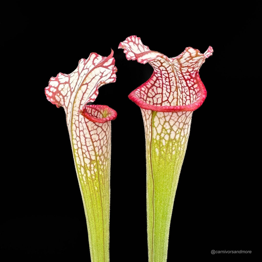 Sarracenia leucophylla „Pubescent, completely covered with white hairs“ 大森食虫植物農園