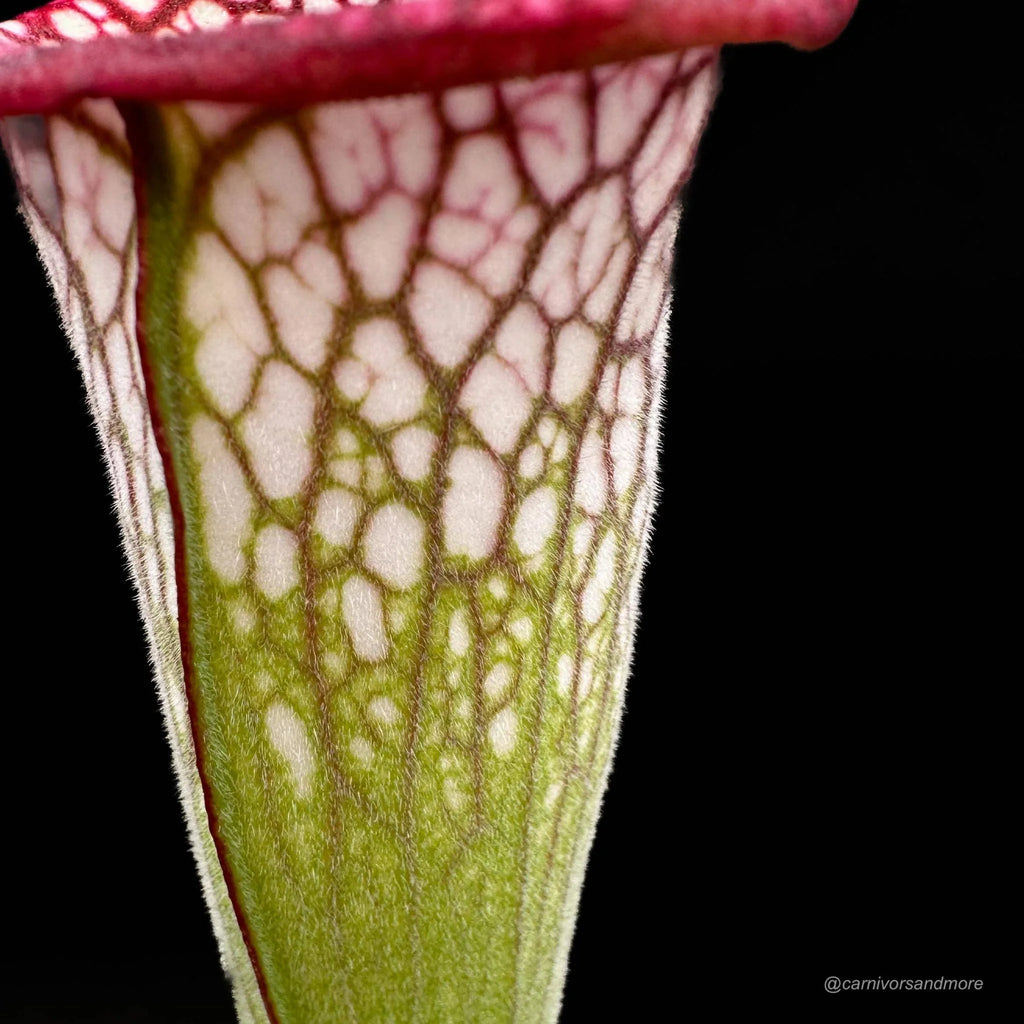 Sarracenia leucophylla „Pubescent, completely covered with white hairs“ 大森食虫植物農園