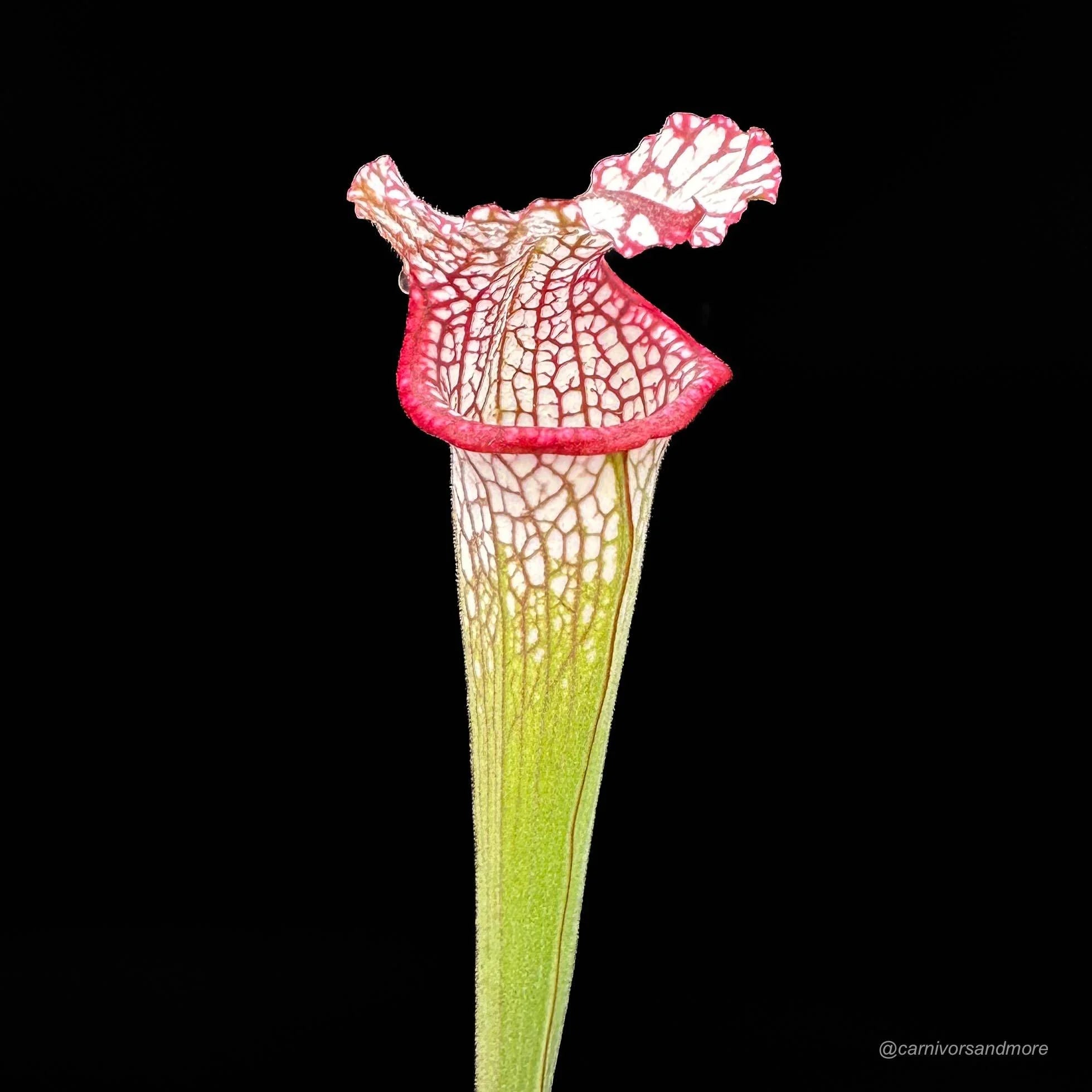 Sarracenia leucophylla „Pubescent, completely covered with white hairs“ 大森食虫植物農園