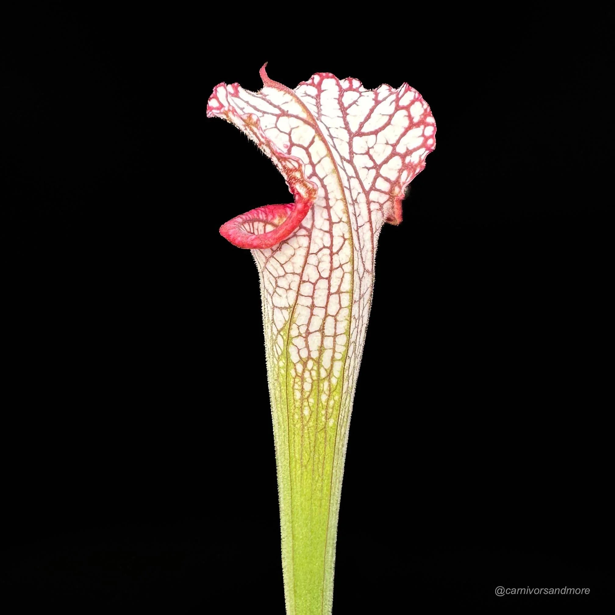 Sarracenia leucophylla „Pubescent, completely covered with white hairs“ 大森食虫植物農園
