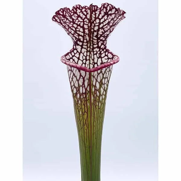 Sarracenia leucophylla „Purple and White Giant Form“, near Altha, FL., seedgrown, 40 cm+ 大森食虫植物農園