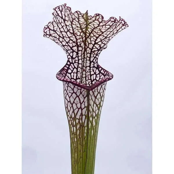 Sarracenia leucophylla „Purple and White“, Dear Park Al., MK L 12a 大森食虫植物農園