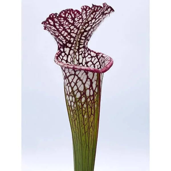 Sarracenia leucophylla „Purple and White Giant Form“, near Altha, FL., seedgrown, 40 cm+ 大森食虫植物農園