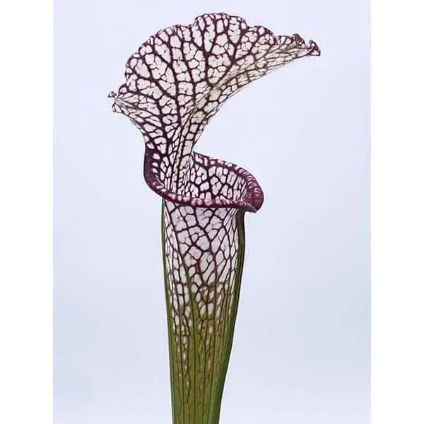 Sarracenia leucophylla „Purple and White“, Dear Park Al., MK L 12a 大森食虫植物農園