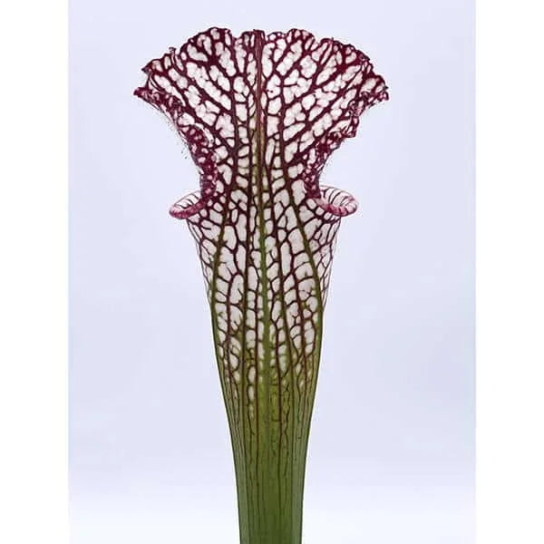 Sarracenia leucophylla „Purple and White Giant Form“, near Altha, FL., seedgrown, 40 cm+ 大森食虫植物農園