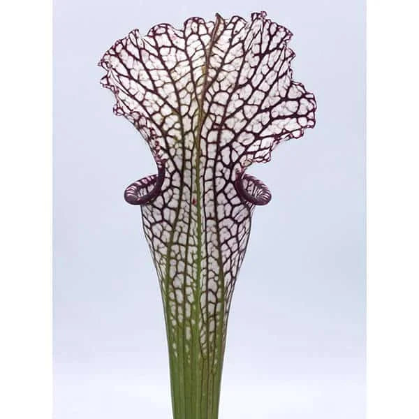 Sarracenia leucophylla „Purple and White“, Dear Park Al., MK L 12a 大森食虫植物農園