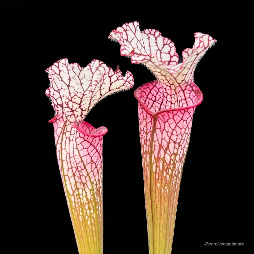 Sarracenia leucophylla „Red/Pink tube“, Perdido Alabama, MK L 49b 大森食虫植物農園