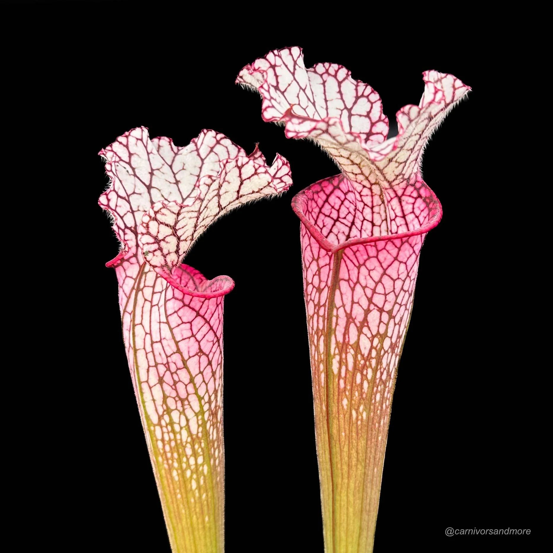 Sarracenia leucophylla „Red/Pink tube“, Perdido Alabama, MK L 49b 大森食虫植物農園