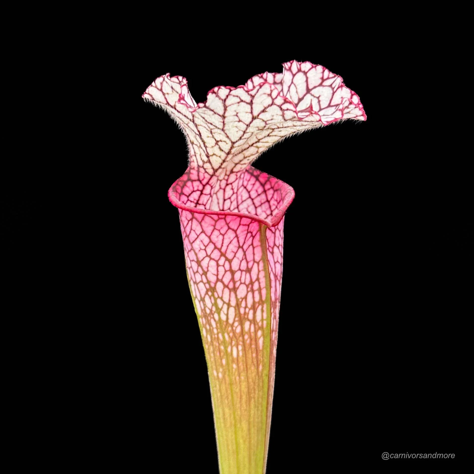 Sarracenia leucophylla „Red/Pink tube“, Perdido Alabama, MK L 49b 大森食虫植物農園