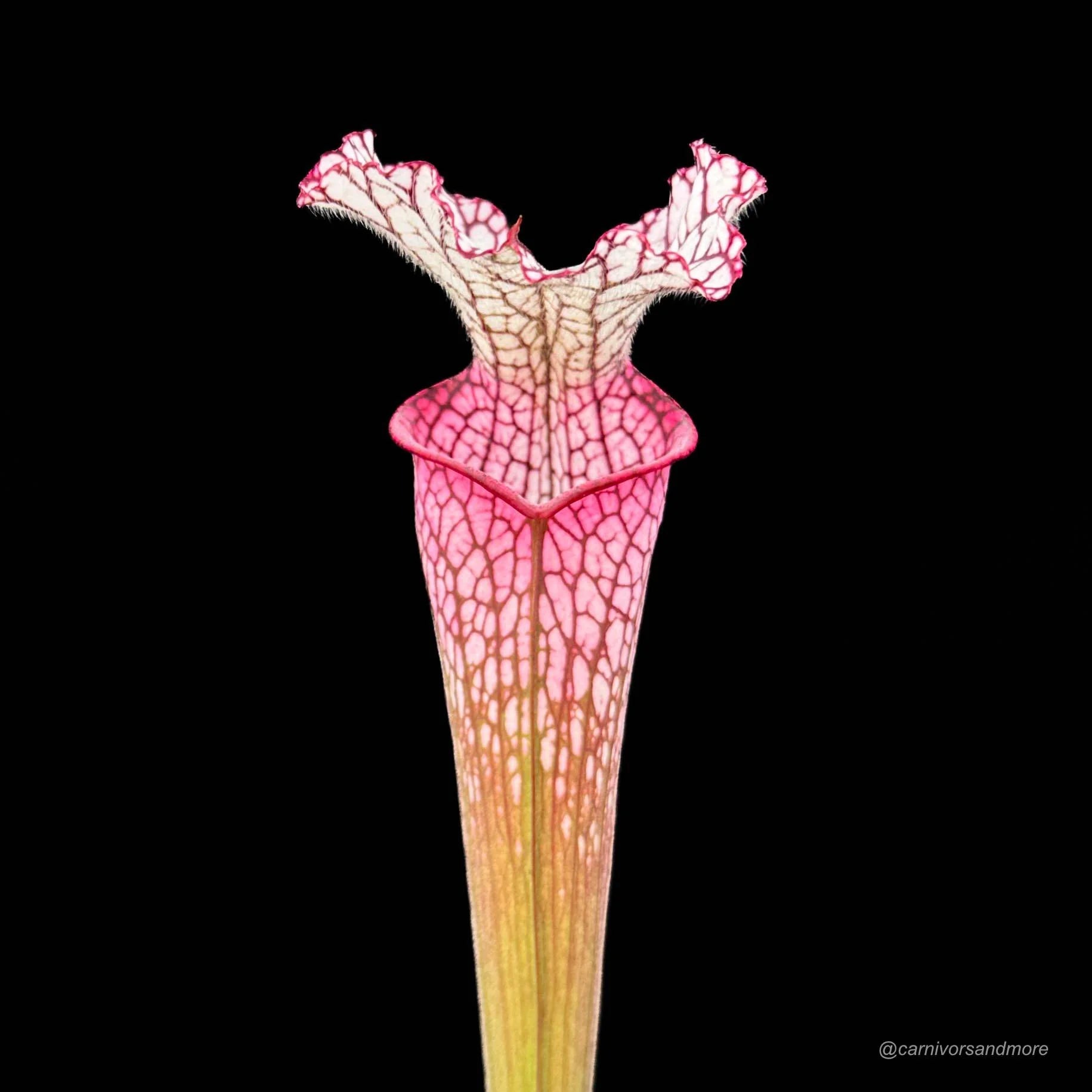 Sarracenia leucophylla „Red/Pink tube“, Perdido Alabama, MK L 49b 大森食虫植物農園