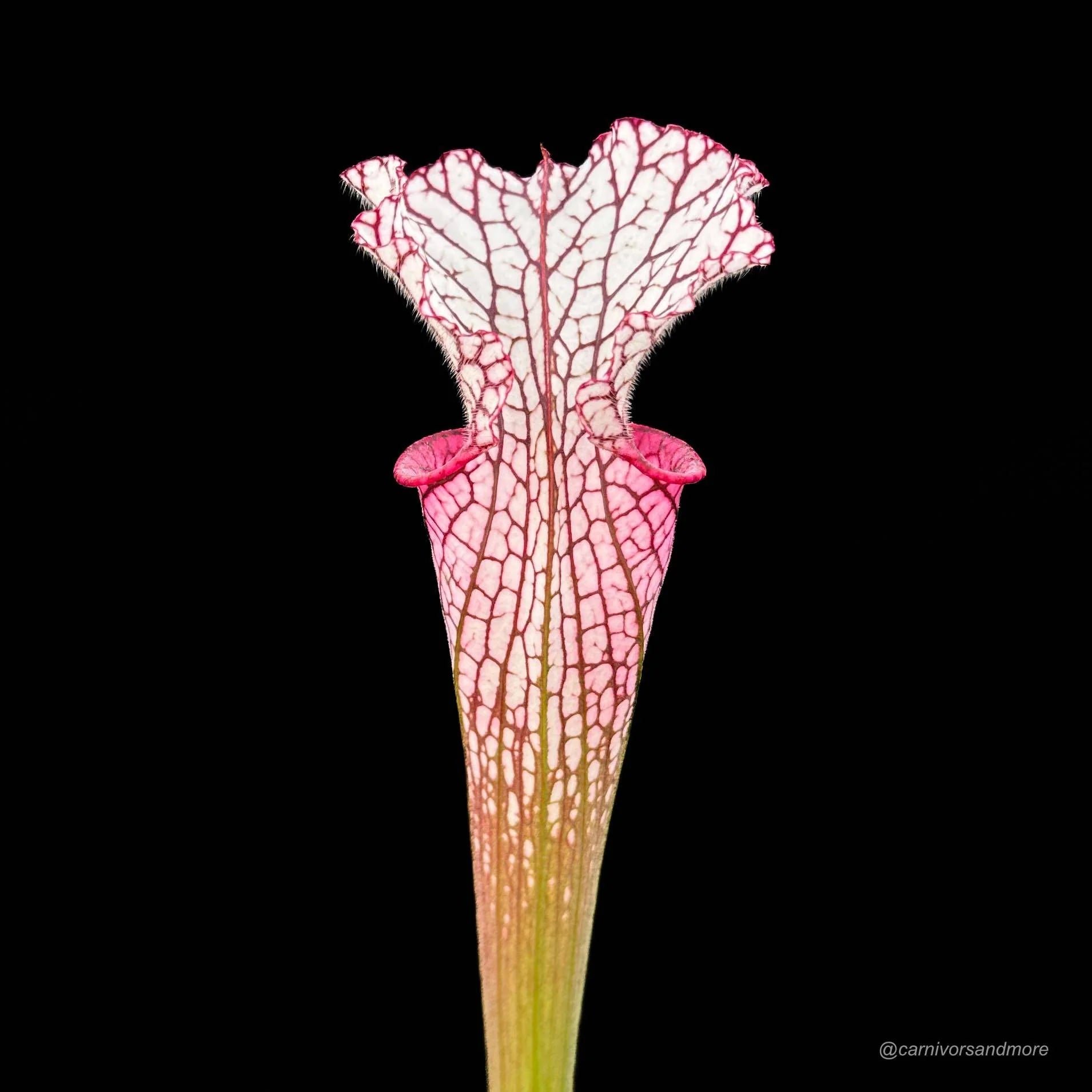 Sarracenia leucophylla „Red/Pink tube“, Perdido Alabama, MK L 49b 大森食虫植物農園