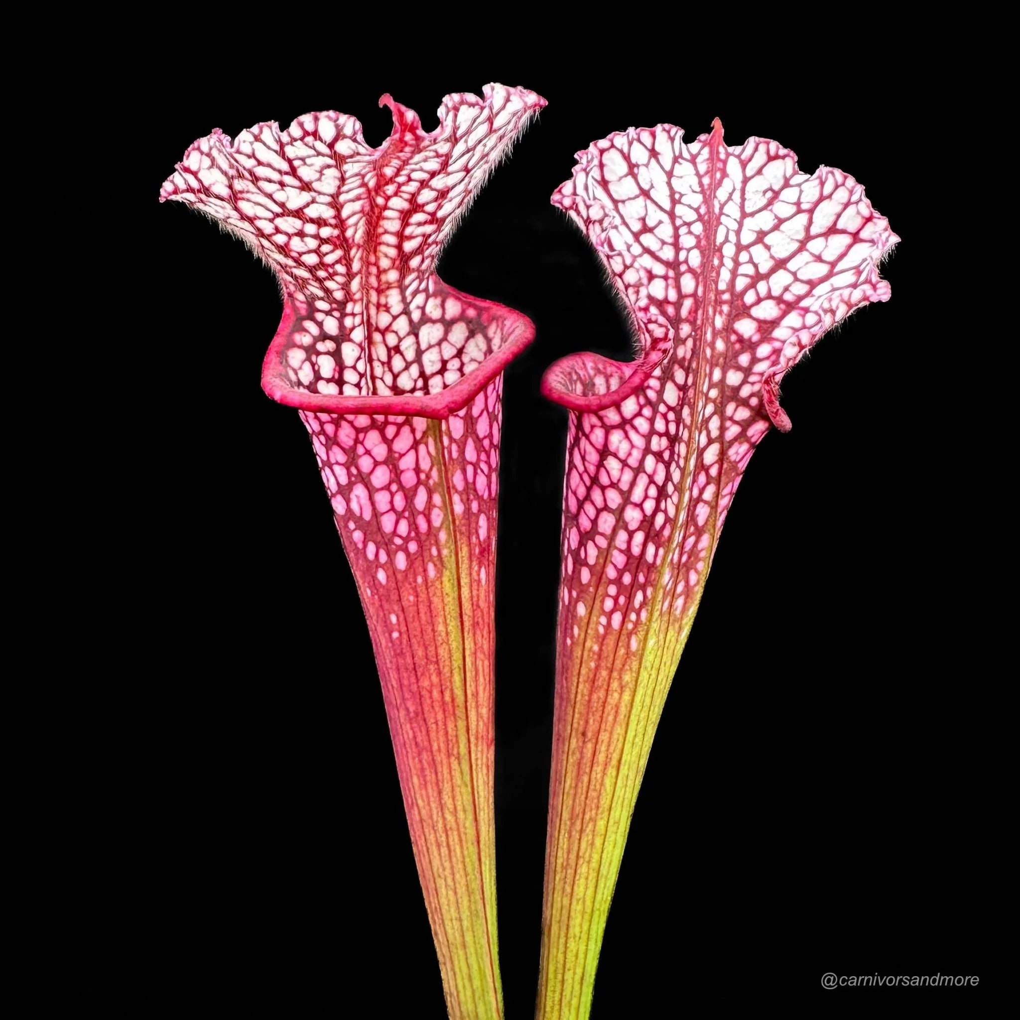 Sarracenia leucophylla „Red SL 1“ 大森食虫植物農園