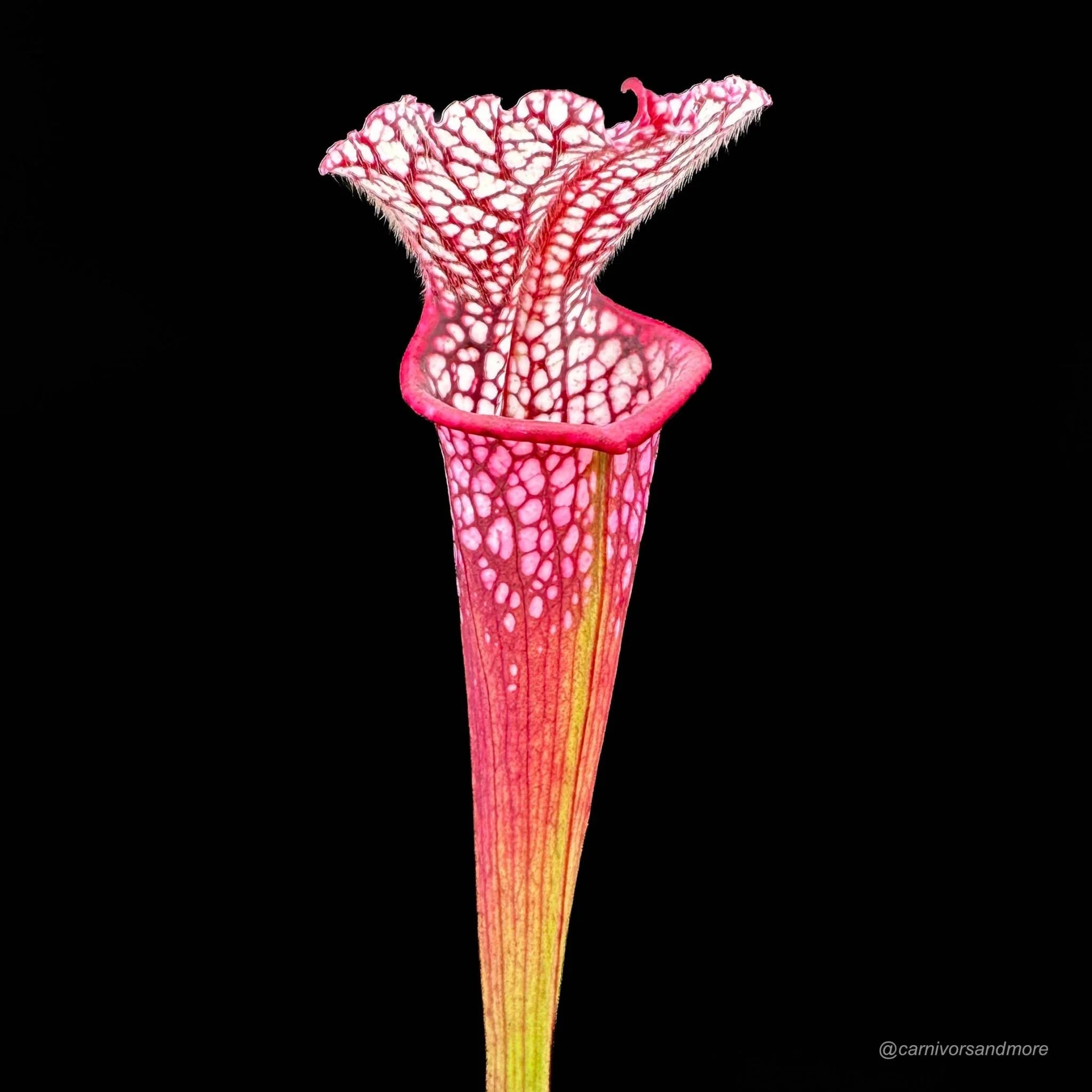 Sarracenia leucophylla „Red SL 1“ 大森食虫植物農園