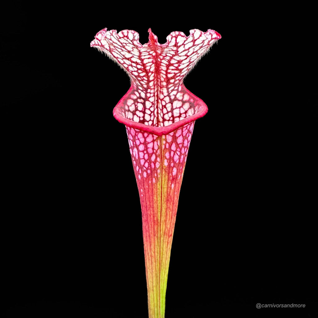 Sarracenia leucophylla „Red SL 1“ 大森食虫植物農園