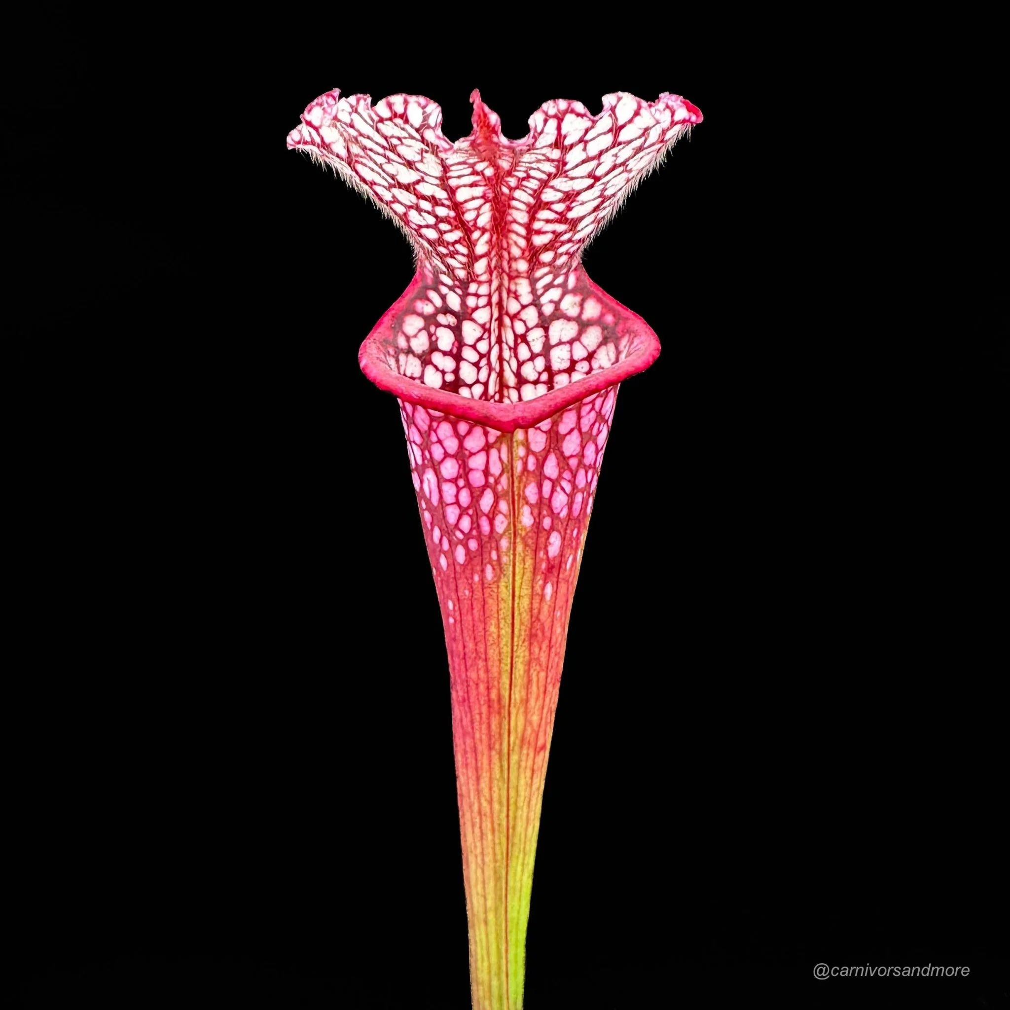 Sarracenia leucophylla „Red SL 1“ 大森食虫植物農園