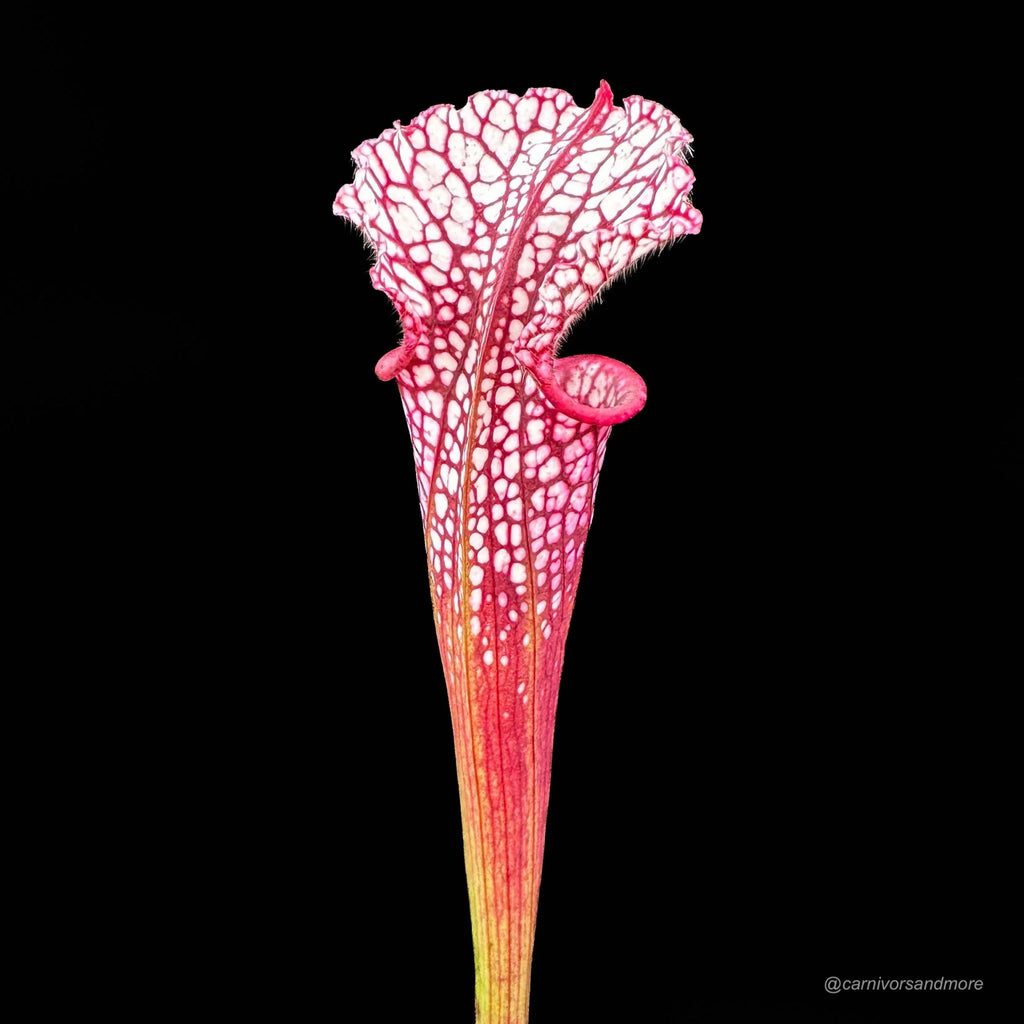 Sarracenia leucophylla „Red SL 1“ 大森食虫植物農園