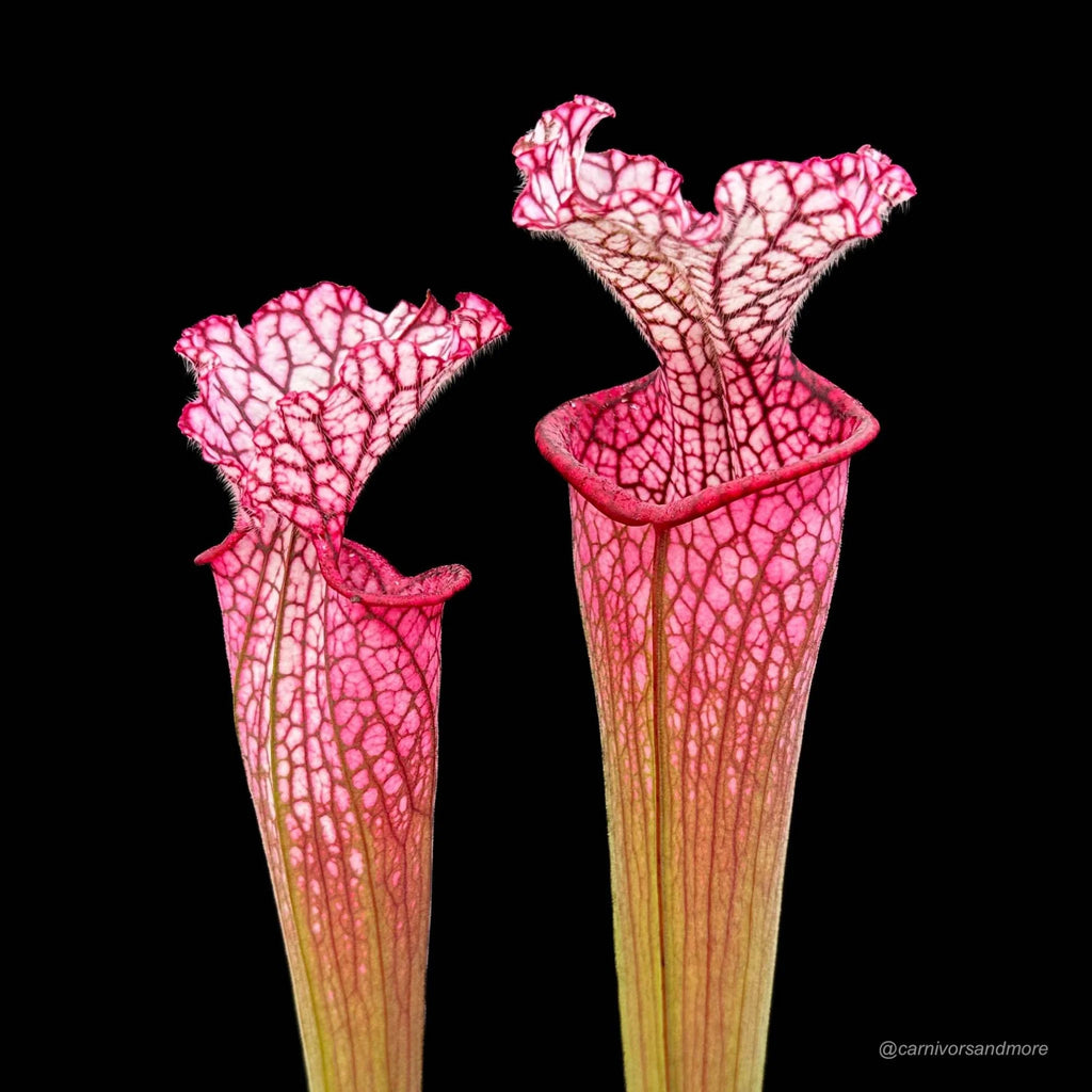 Sarracenia leucophylla „Red SL 2“ 大森食虫植物農園