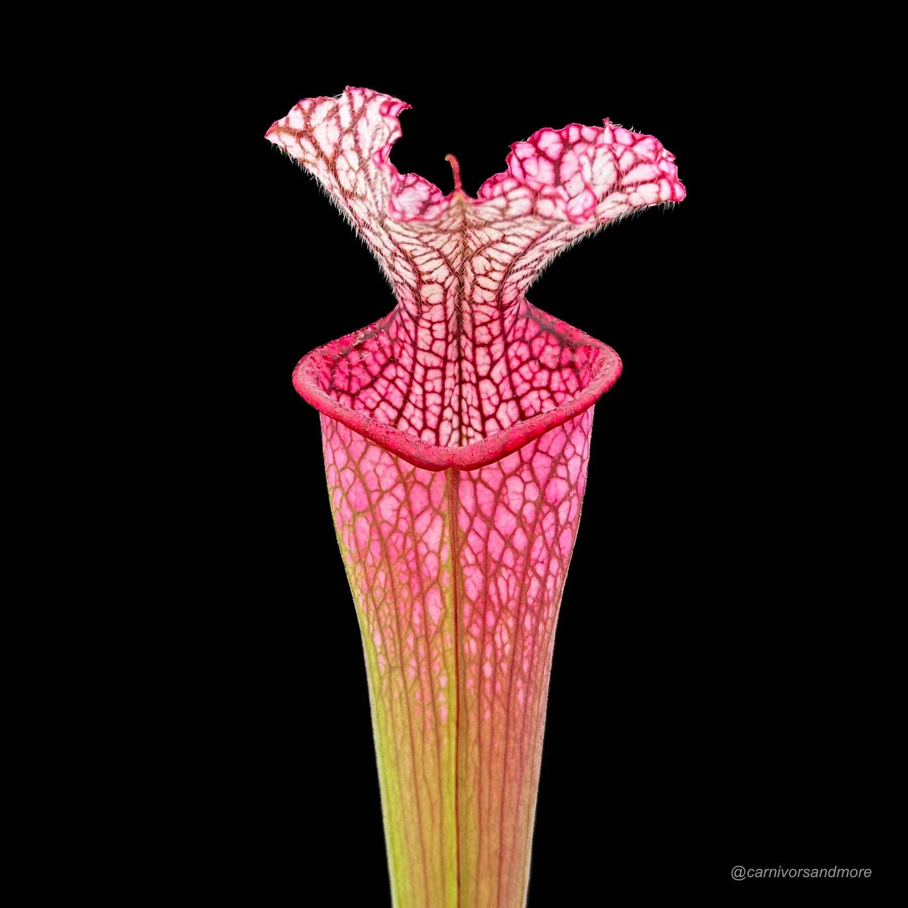 Sarracenia leucophylla „Red SL 2“ 大森食虫植物農園